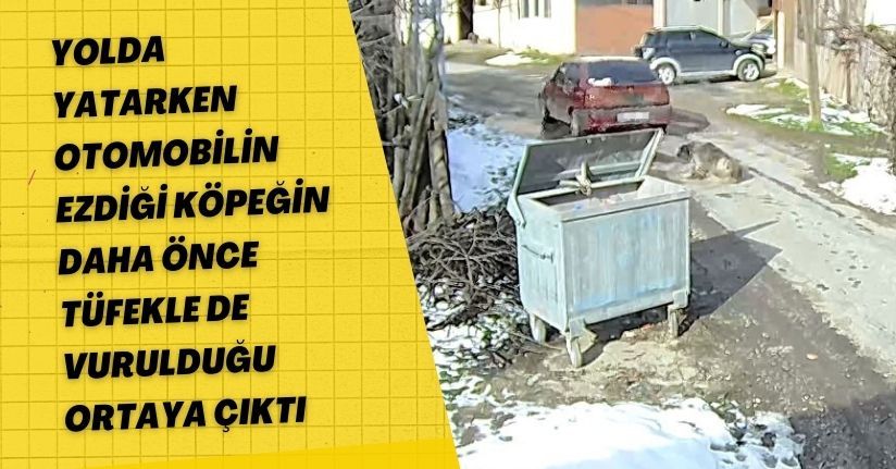 Yolda yatarken otomobilin ezdiği köpeğin, daha önce tüfekle de vurulduğu ortaya çıktı