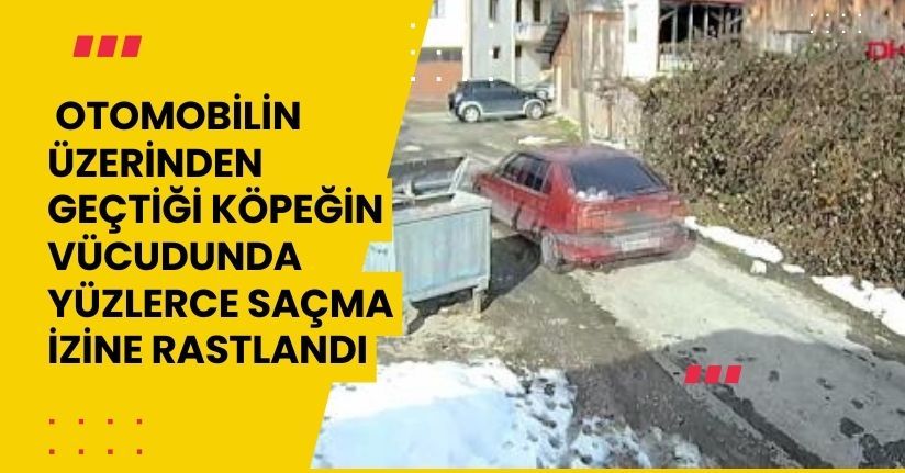 Otomobilin üzerinden geçtiği köpeğin vücudunda yüzlerce saçma izine rastlandı