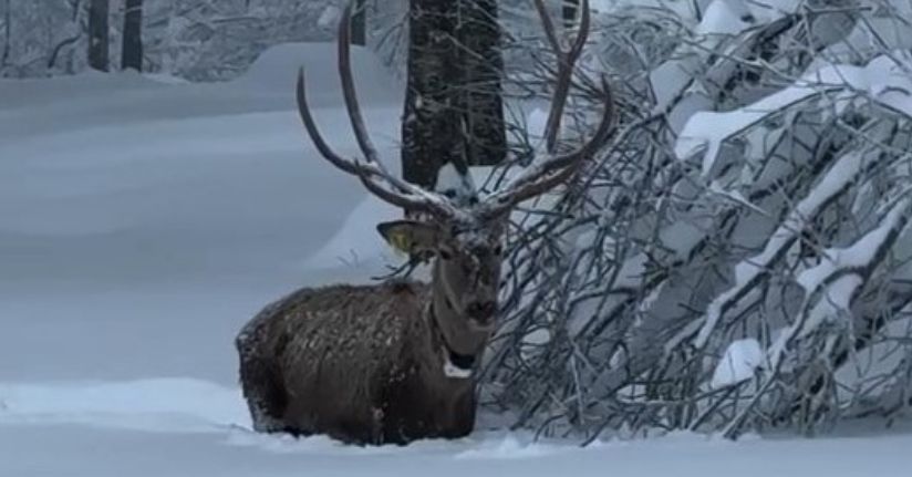 Karla kaplı Kuzuyayla Tabiat Parkı'nda kızılgeyik kamerada