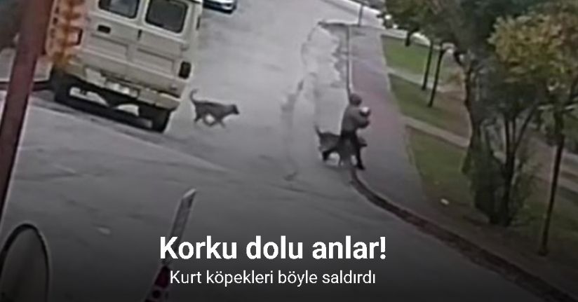 Kurt köpeklerinin saldırı anı kamerada: Küçük köpeği bulunan kadını yere düşürdüler