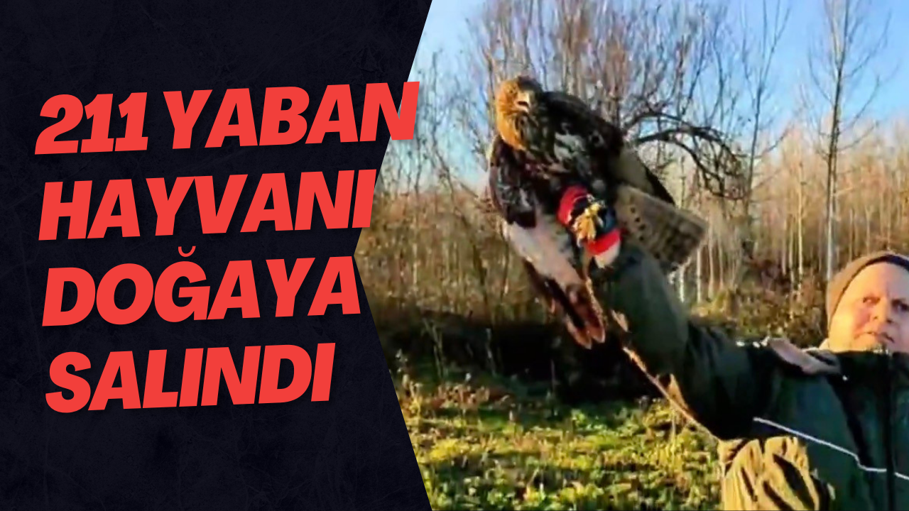211 Yaban Hayvanı Doğaya Salındı