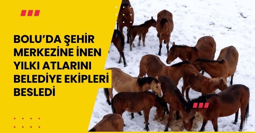 Bolu’da şehir merkezine inen yılkı atlarını belediye ekipleri besledi