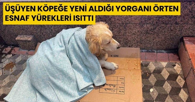 Üşüyen köpeğe yeni aldığı yorganı örten esnaf yürekleri ısıttı