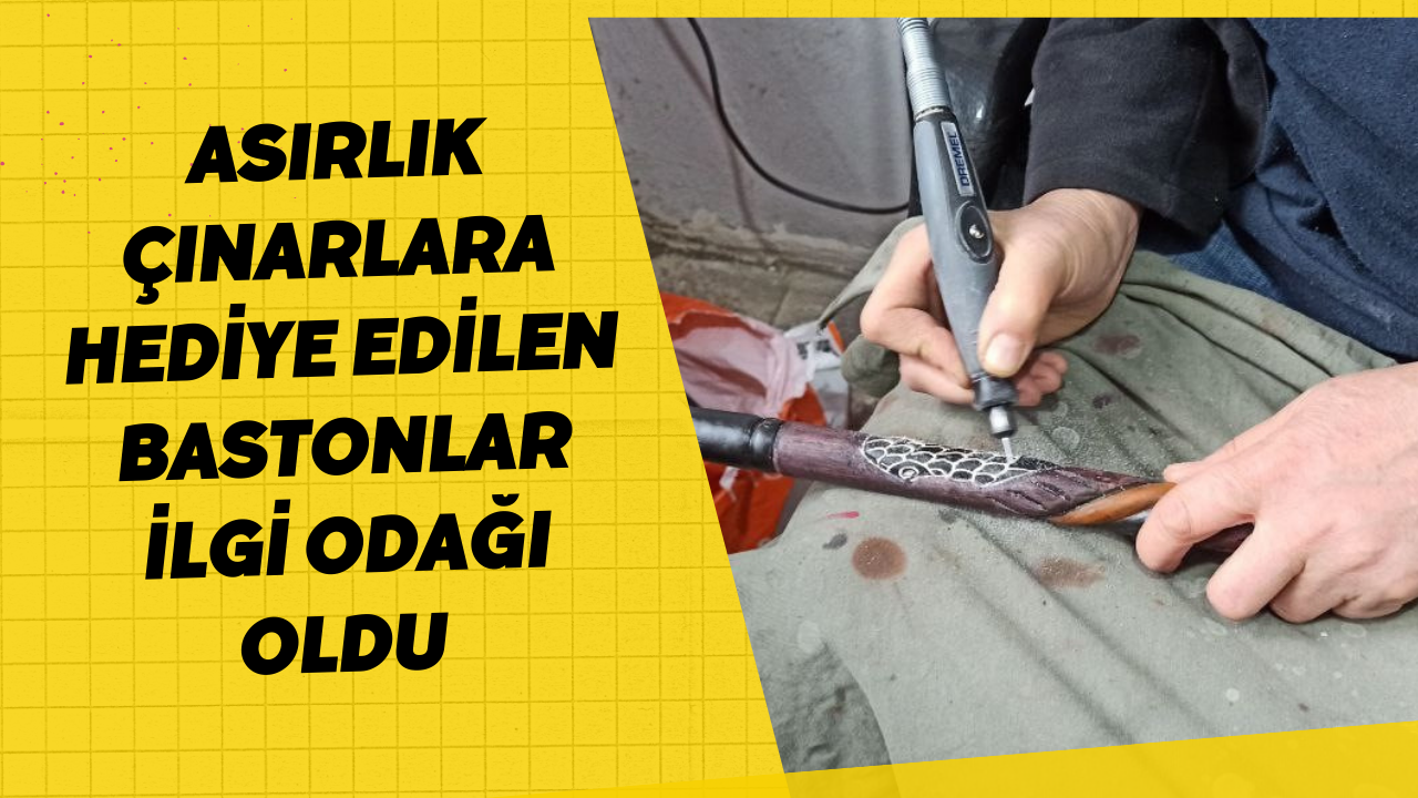 Asırlık Çınarlara Hediye Edilen Bastonlar İlgi Odağı Oldu 