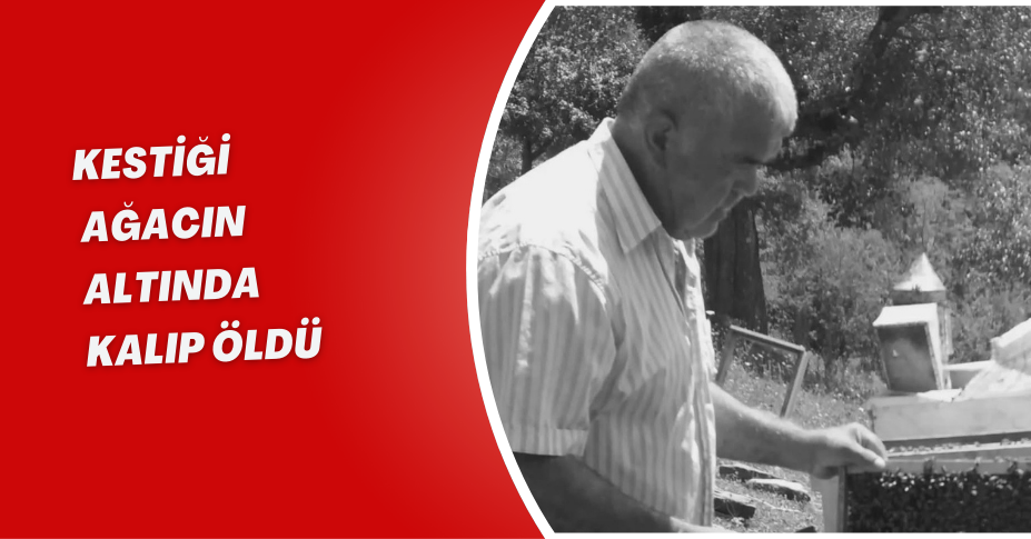 Kestiği ağacın altında kalıp öldü