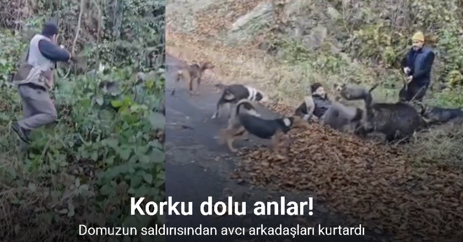Domuzun saldırısından avcı arkadaşları kurtardı