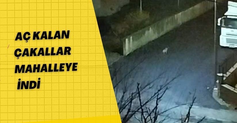 Aç kalan çakallar mahalleye indi