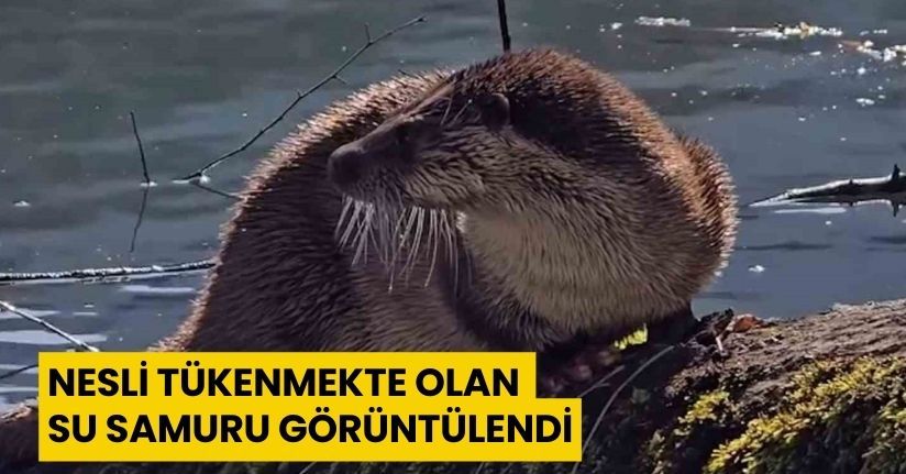 Nesli tükenmekte olan su samuru görüntülendi