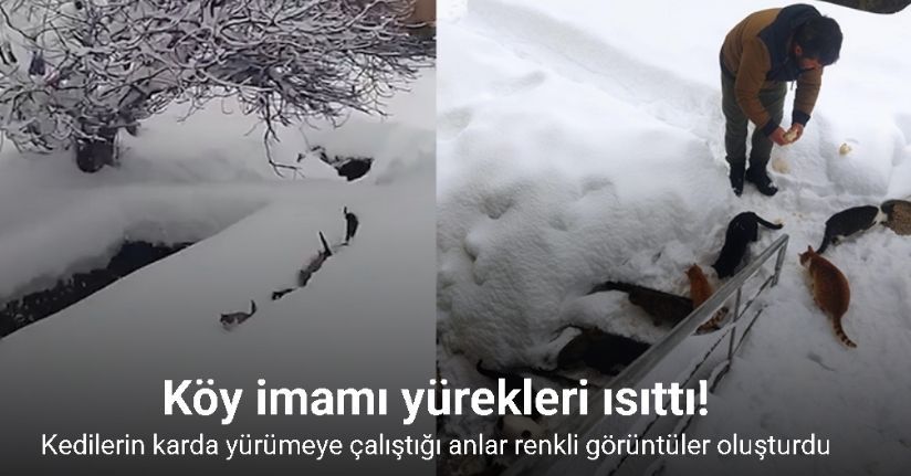 Kedilerin karda yürümeye çalıştığı anlar renkli görüntüler oluşturdu