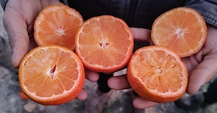 Narenciye üretiminin yüzde 40’ını karşılayan Adana’da ürünü don vurdu