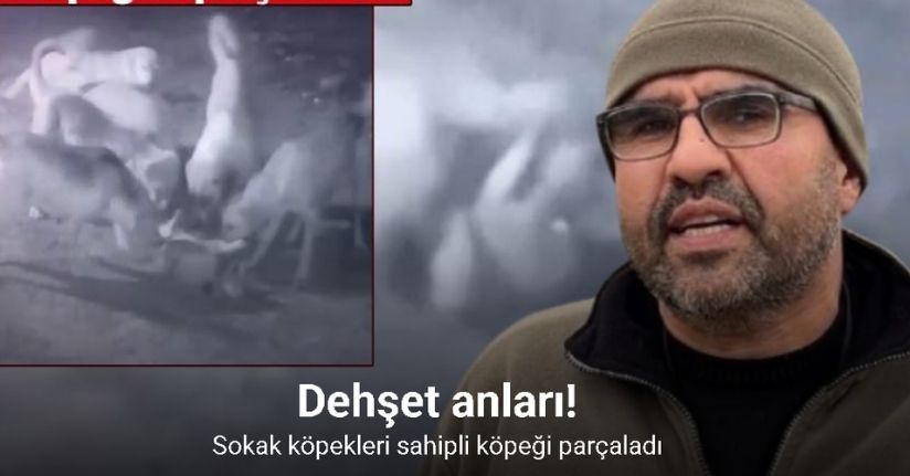 Sokak köpekleri, sahipli köpeği parçaladı