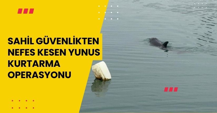 Sahil güvenlikten nefes kesen yunus kurtarma operasyonu