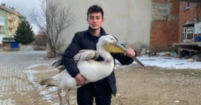 Sokakta gezerken pelikan buldu