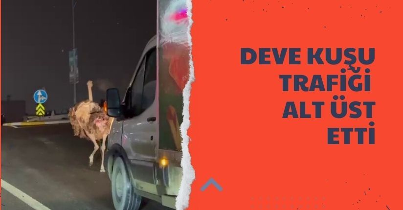 Deve kuşu, trafiği alt üst etti