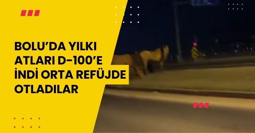 Bolu’da yılkı atları D-100’e indi: Orta refüjde otladılar