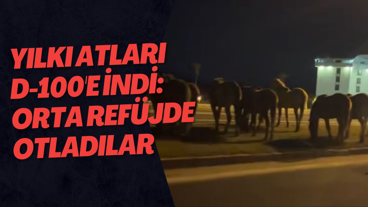 Yılkı Atları D-100'e İndi: Orta Refüjde Otladılar