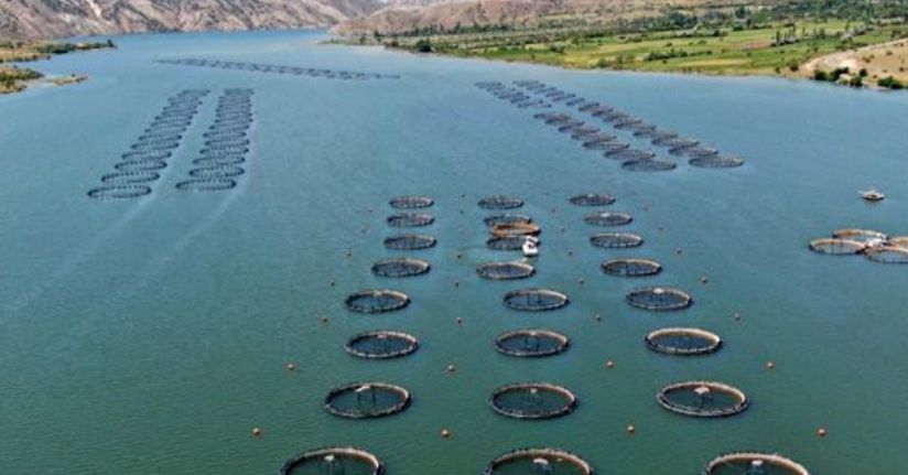 Bakan Yumaklı: Su ürünlerinde 2,3 milyar dolarlık ihracat rakamına ulaştık