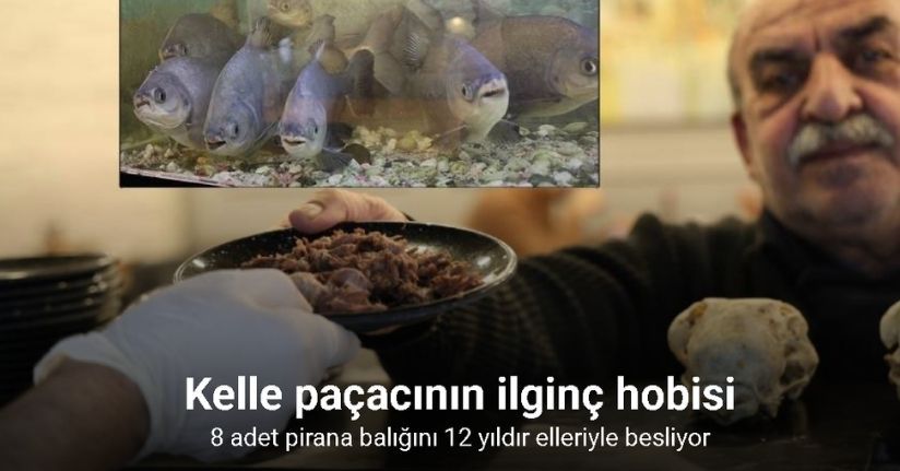 8 adet pirana balığı 12 yıldır kelle paçayla besleniyor