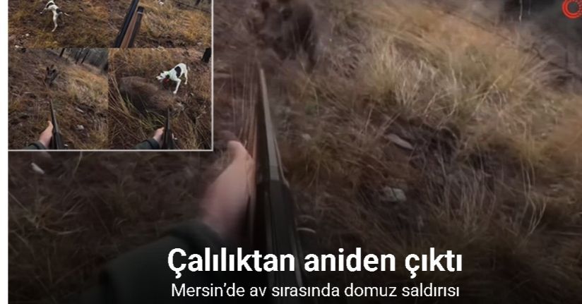 Mersin’de av sırasında domuz saldırısı kamerada