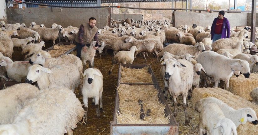 'Aksaray'da, 1 milyon küçükbaş varlığı var'