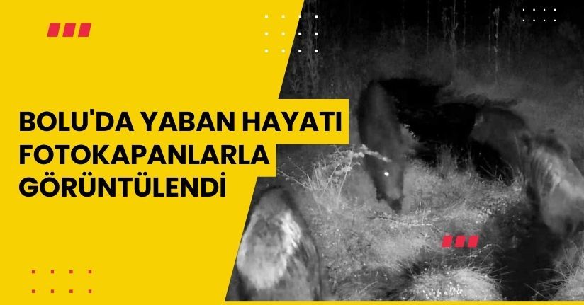 Bolu'da Yaban Hayatı Fotokapanlarla Görüntülendi