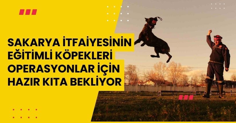 Sakarya itfaiyesinin eğitimli köpekleri operasyonlar için hazır kıta bekliyor
