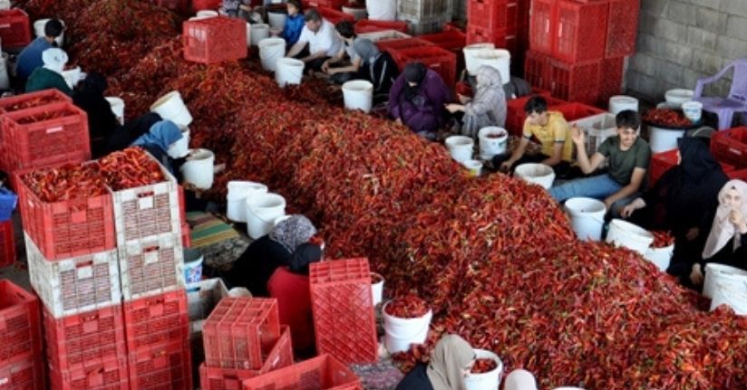 Gaziantep’ten 60 ülkeye, 5 milyon dolarlık pul biber ihracatı