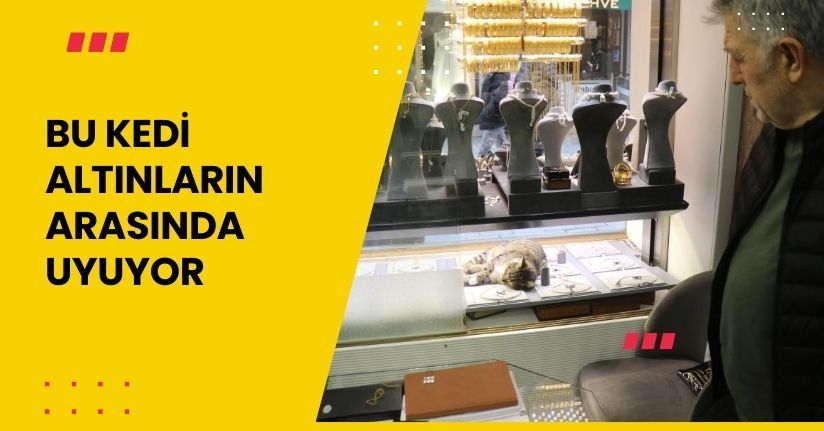 Bu kedi altınların arasında uyuyor