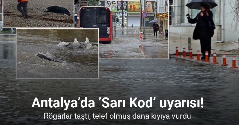 Antalya’da ’Sarı Kod’ uyarısı: Rögarlar taştı, telef olmuş dana kıyıya vurdu