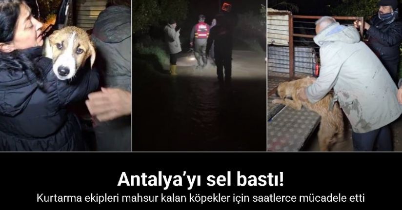 Antalya’da sel sularının bastığı barınakta mahsur kalan 27 köpek botlarla kurtarıldı