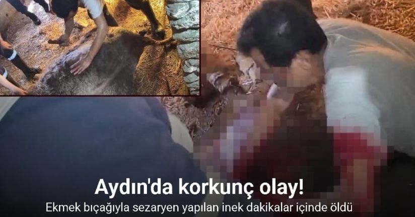 Doğum yapmakta zorlandığı için ekmek bıçağı ile ameliyat edilip sezaryen yapılan inek telef oldu