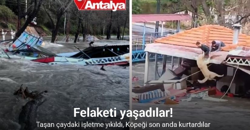 Taşan çaydaki işletme yıkıldı, sulara kapılmak üzere olan bir köpek son anda kurtarıldı