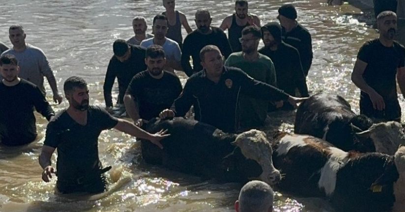 Taşan Gediz Nehri dolayısıyla mahsur kalan 44 kişi ve 127 hayvan kurtarıldı