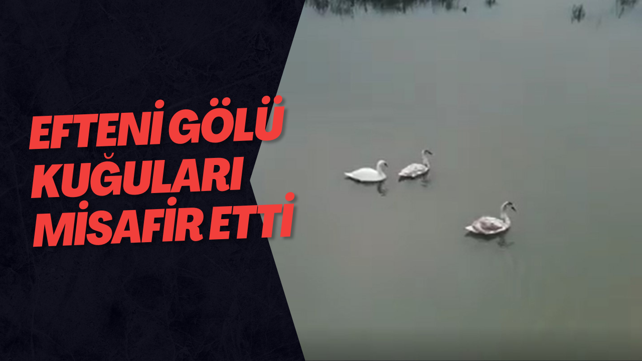 Efteni Gölü Kuğuları Misafir Etti