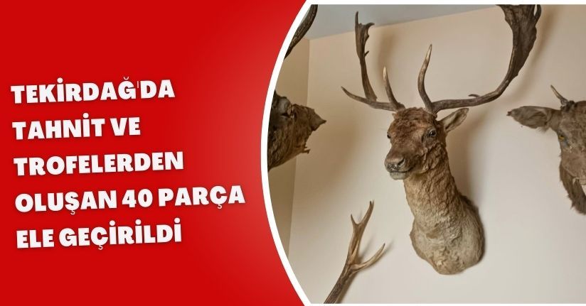Tekirdağ'da tahnit ve trofelerden oluşan 40 parça ele geçirildi