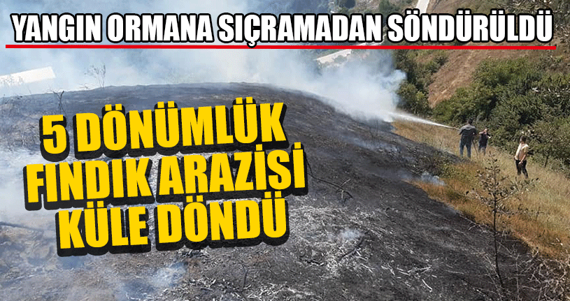 5 Dönümlük Fındık Arazisi Küle Döndü