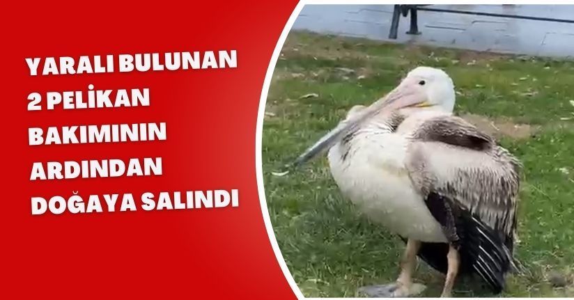 Yaralı bulunan 2 pelikan, bakımının ardından doğaya salındı