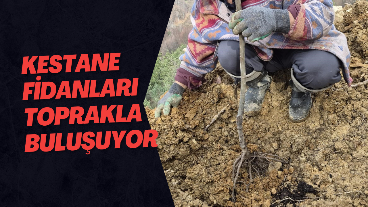 Kestane Fidanları Toprakla Buluşuyor