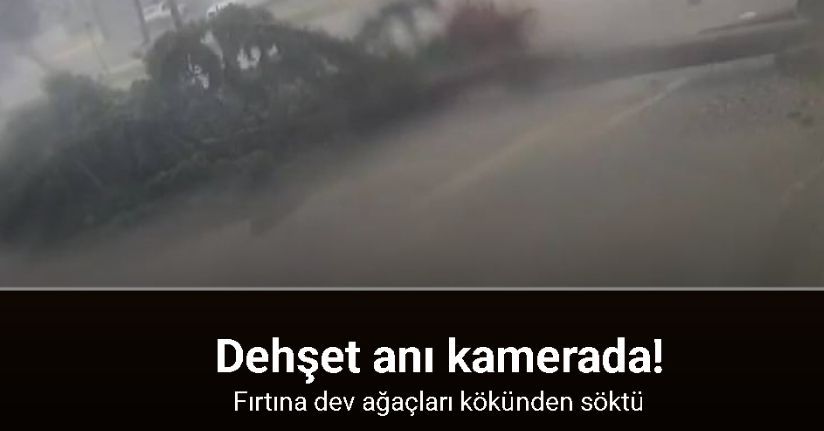 Fırtına dev ağaçları kökünden söktü: O anlar kamerada