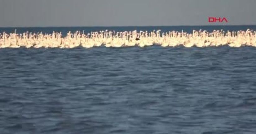 Flamingoların konaklandığı Van Gölü'nde geri çekilme ile birlikte adacıklar oluştu