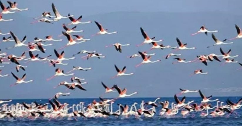 Flamingoların konaklandığı Van Gölü'nde geri çekilme ile birlikte adacıklar oluştu