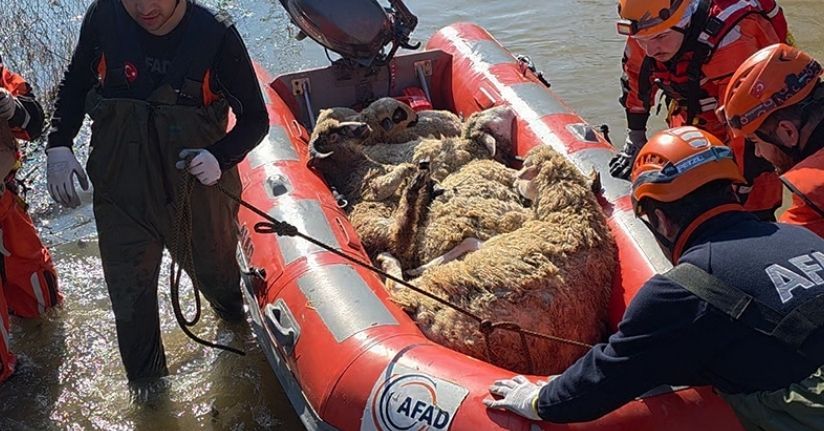 Edirne’de koyunlar botlarla kurtarıldı