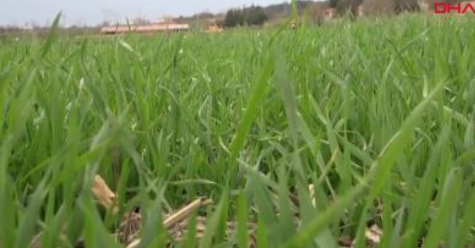  Kurak geçen 2 yılın ardından Edirneli üreticinin yüzü, son yağışlarla güldü