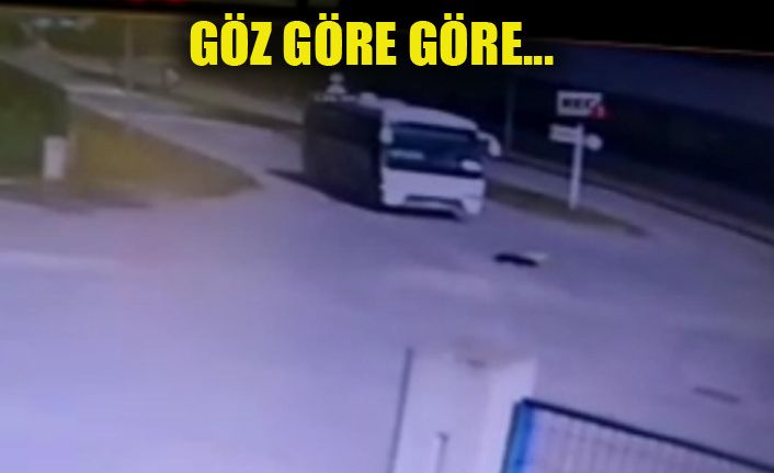 Yol ortasında duran köpeğin üzerinden minibüs geçti