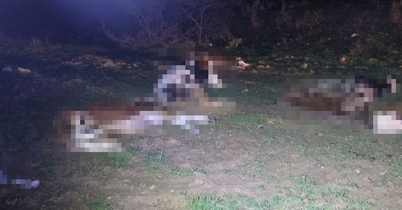 Kırşehir’de bulunan 13 cansız hayvan jandarmayı harekete geçirdi