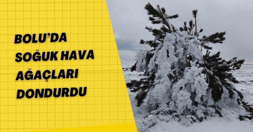 Bolu’da soğuk hava ağaçları dondurdu