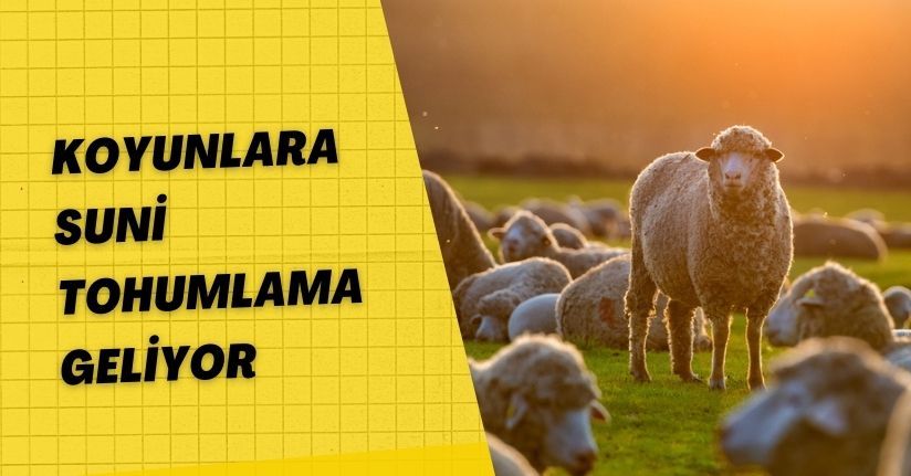 Koyunlara suni tohumlama geliyor
