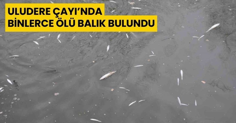 Uludere Çayı’nda binlerce ölü balık bulundu: Ekipler seferber oldu