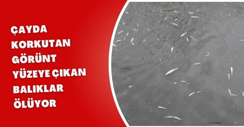 Çayda korkutan görüntü: Yüzeye çıkan balıklar ölüyor