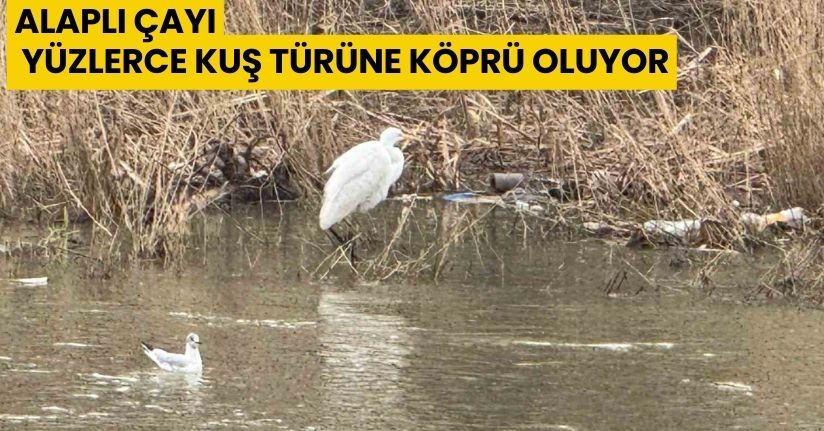 Alaplı Çayı yüzlerce kuş türüne köprü oluyor